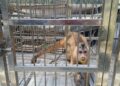 Polícia resgata macaco-prego e dois tico-ticos mantidos ilegalmente em Parnaíba
