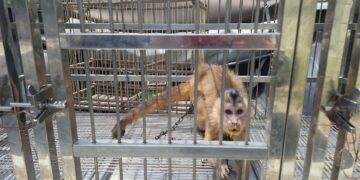 Polícia resgata macaco-prego e dois tico-ticos mantidos ilegalmente em Parnaíba