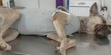 Cadela é resgatada com ferimentos provocados por arma branca no Piauí