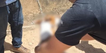 Cachorro morre ao se prender em fio e mobiliza Polícia Ambiental e IML em Parnaíba