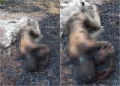 Corpo carbonizado é encontrado às margens da BR-226 em Timon
