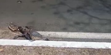 População reclama do não recolhimento de jacaré morto em avenida de Teresina