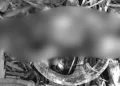 Recém-nascido é encontrado morto após ter cabeça devorada por animais no interior do Piauí