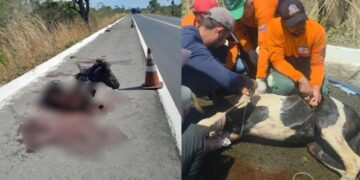 Cavalo atropelado é resgatado em rodovia de Campo Maior, mas não deve sobreviver