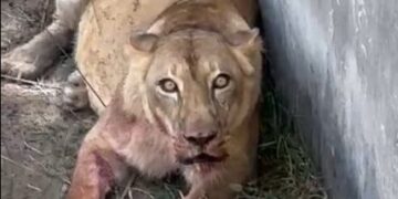 Leona, leoa que matou jovem em zoo de João Pessoa, não será sacrificada