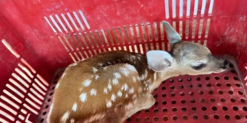 Filhote de cervo é resgatado após ser capturado em Castelo do Piauí