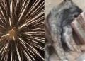 Barulho de fogos no réveillon provoca morte de cão em abrigo no interior do Piauí