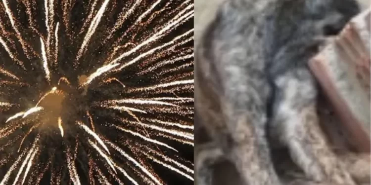 Barulho de fogos no réveillon provoca morte de cão em abrigo no interior do Piauí