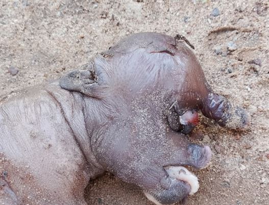 Leitão nasce com um olho e membro na testa e impressiona moradores em Esperantina