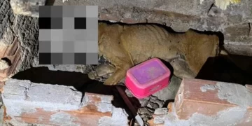 Cadela morre após ser abandonada e amarrada sem água e comida no Piauí