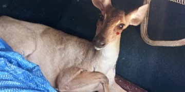 Cerva é resgatada após ser vista em área urbana na zona Sul de Teresina