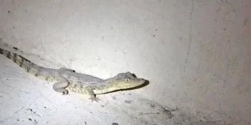 Polícia Militar resgata filhote de jacaré em estrada de Nazária