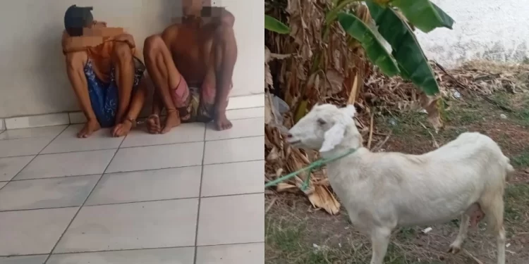 Trio é preso com cabra e cabrito após tentativa de furto em José de Freitas