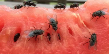 Virose da mosca: saiba identificar os sintomas e como se proteger