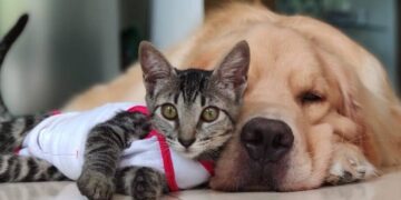 Projeto de Lei quer proibir abandono temporário de cães e gatos no Piauí
