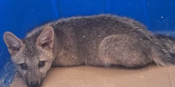 Filhote de raposa é resgatado após entrar dentro de casa na zona rural de Caxingó