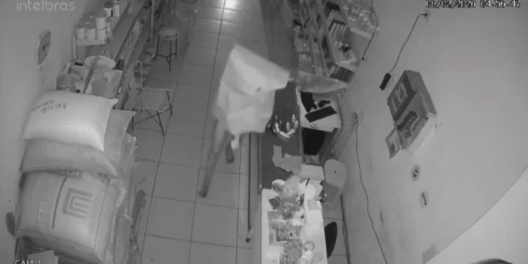 Homem furta mercadinho nu e com caixa na cabeça no Centro de Oeiras
