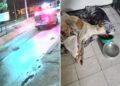Cachorro é atropelado duas vezes, fica em estado grave e ONG pede ajuda no Piauí