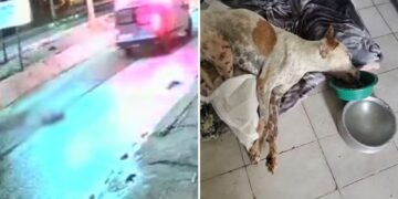 Cachorro é atropelado duas vezes, fica em estado grave e ONG pede ajuda no Piauí