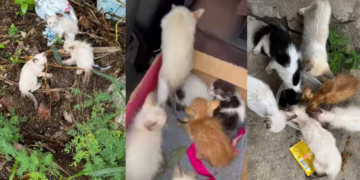 Fotógrafo resgata sete filhotes de gatos abandonados na Zona Sul de Teresina