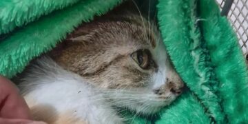 Mulher é presa após arremessar gata do 12º andar de prédio em Curitiba