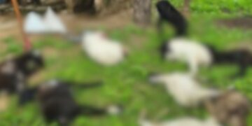 Cães invadem propriedade rural e matam 10 ovelhas em município do Piauí