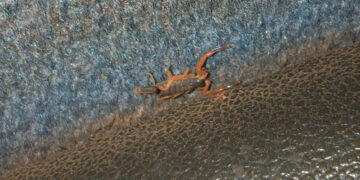 Passageiros encontram escorpiões em poltronas de ônibus intermunicipal