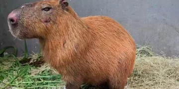 Lei Orelha: grupo é multado em R$ 160 mil por agredir capivara no Rio de Janeiro