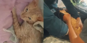 Gato é retirado com vida após ficar preso no capô de carro em Paulistana no interior do Piauí