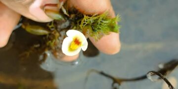 Planta carnívora rara é registrada pela 1ª vez no Nordeste em área do Piauí