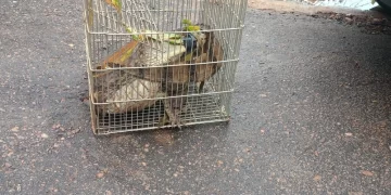 Jacarés surpreendem moradores após dias de chuva em São Raimundo Nonato