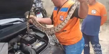 Jiboia de 1,5m invade motor de carro e mobiliza Defesa Civil em Campo Maior