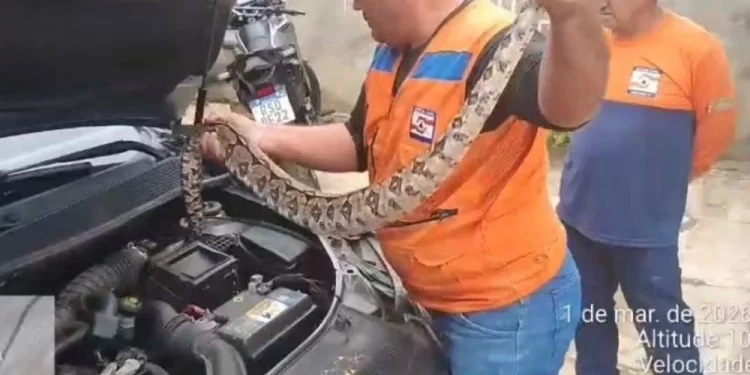 Jiboia de 1,5m invade motor de carro e mobiliza Defesa Civil em Campo Maior