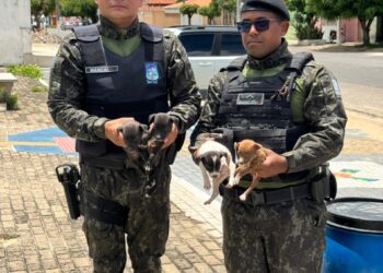 Polícia Civil e CIPA resgatam cinco filhotes de cachorro após denúncia de maus-tratos no Piauí