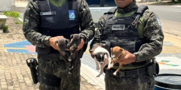Polícia Civil e CIPA resgatam cinco filhotes de cachorro após denúncia de maus-tratos no Piauí