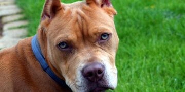 Adolescente fica ferido após ataque de pitbull em Oeiras