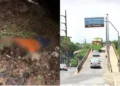 Motociclista morre após cair da Ponte da Amizade em Teresina