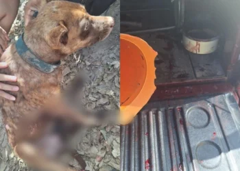PM prende homem por maus-tratos após cão ser arrastado por veículo em Teresina