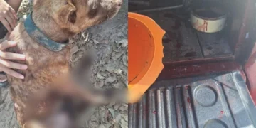 PM prende homem por maus-tratos após cão ser arrastado por veículo em Teresina