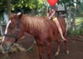 Menino que passou mal após achar égua morta recebe doação de dois cavalos no Piauí