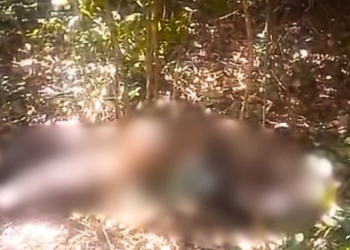 Corpo é encontrado em estado de decomposição em matagal na zona Sul de Teresina