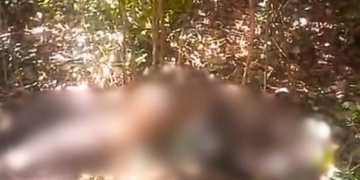 Corpo é encontrado em estado de decomposição em matagal na zona Sul de Teresina