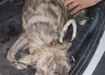 Filho denuncia pai por agredir cadela e causar fratura em Teresina