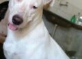Cachorro desaparece após fogos em jogo do Brasil em Teresina; família pede ajuda