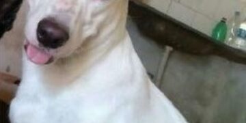 Cachorro desaparece após fogos em jogo do Brasil em Teresina; família pede ajuda