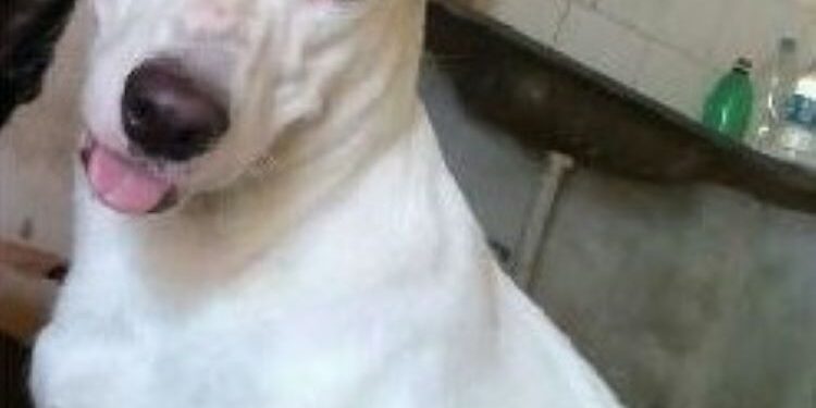 Cachorro desaparece após fogos em jogo do Brasil em Teresina; família pede ajuda