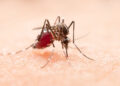 Piauí chega a 15 mortes por dengue no ano; Teresina concentra 43% dos casos