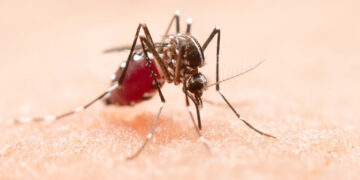 Piauí chega a 15 mortes por dengue no ano; Teresina concentra 43% dos casos