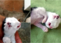Gatinho nasce com duas bocas e impressiona moradores no Piauí