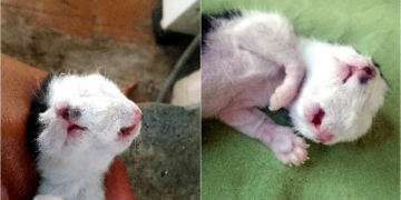 Gatinho nasce com duas bocas e impressiona moradores no Piauí